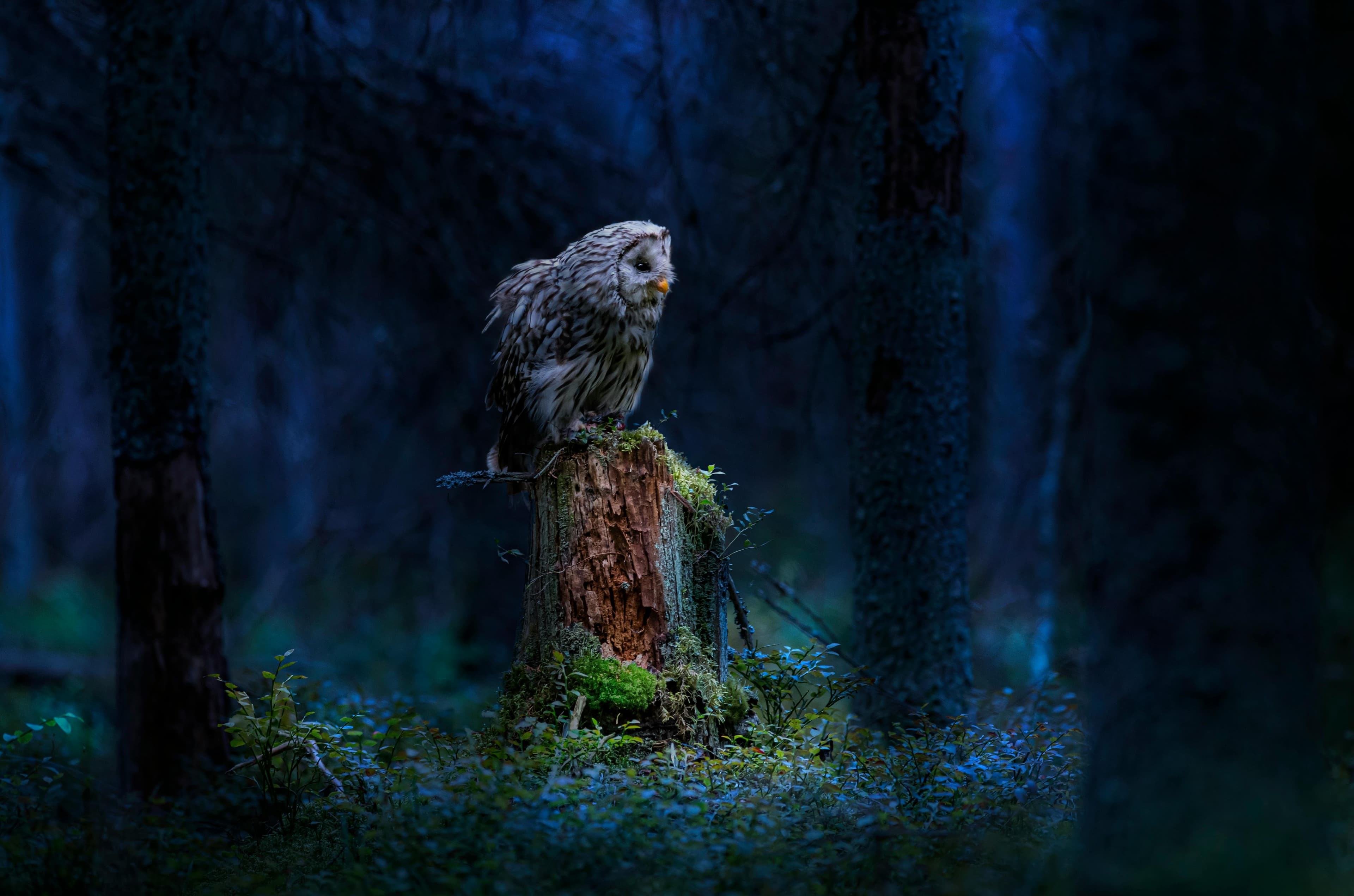 Animal Detection System using AI/ML