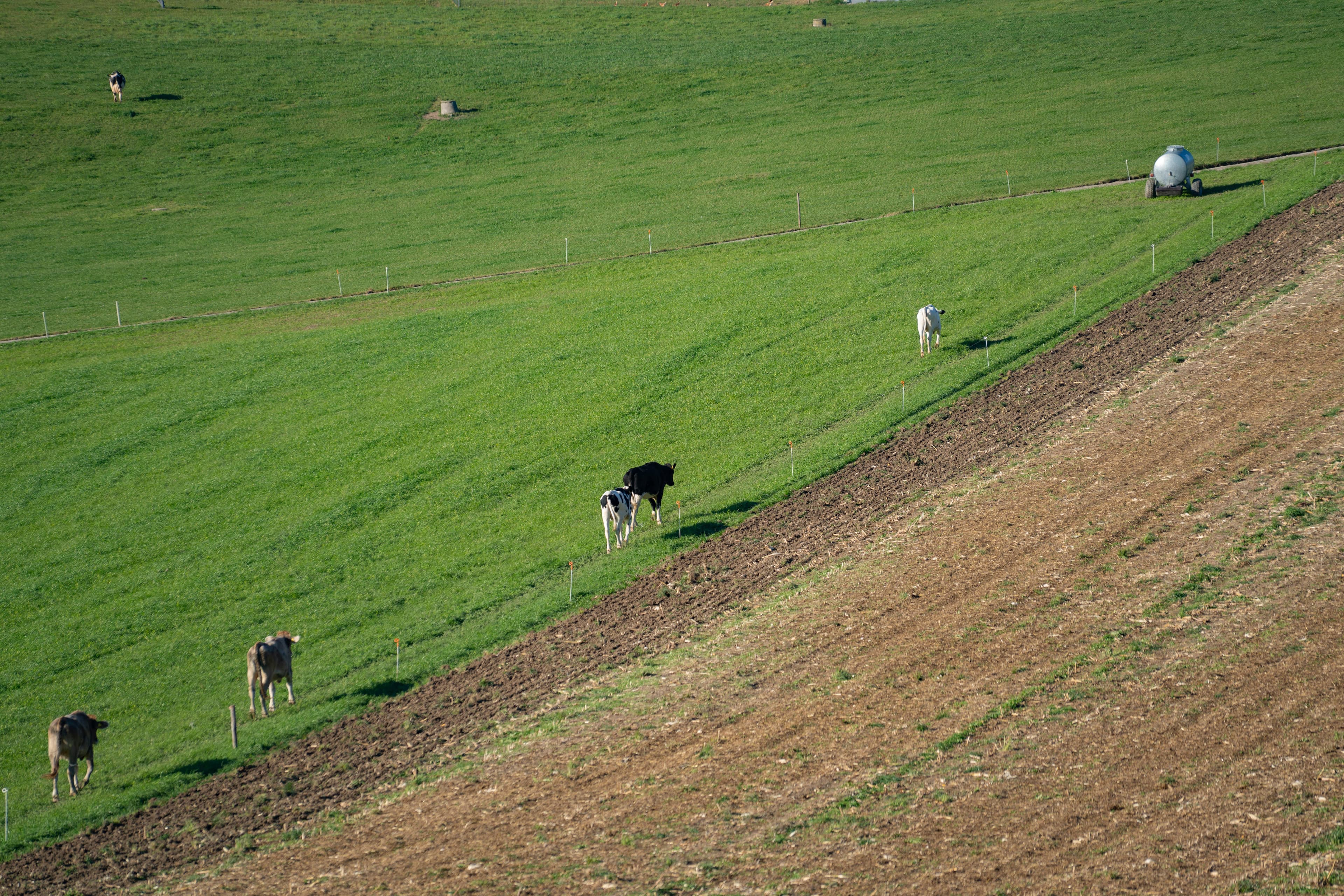 Smart Cattle Monitoring with IoT Collars