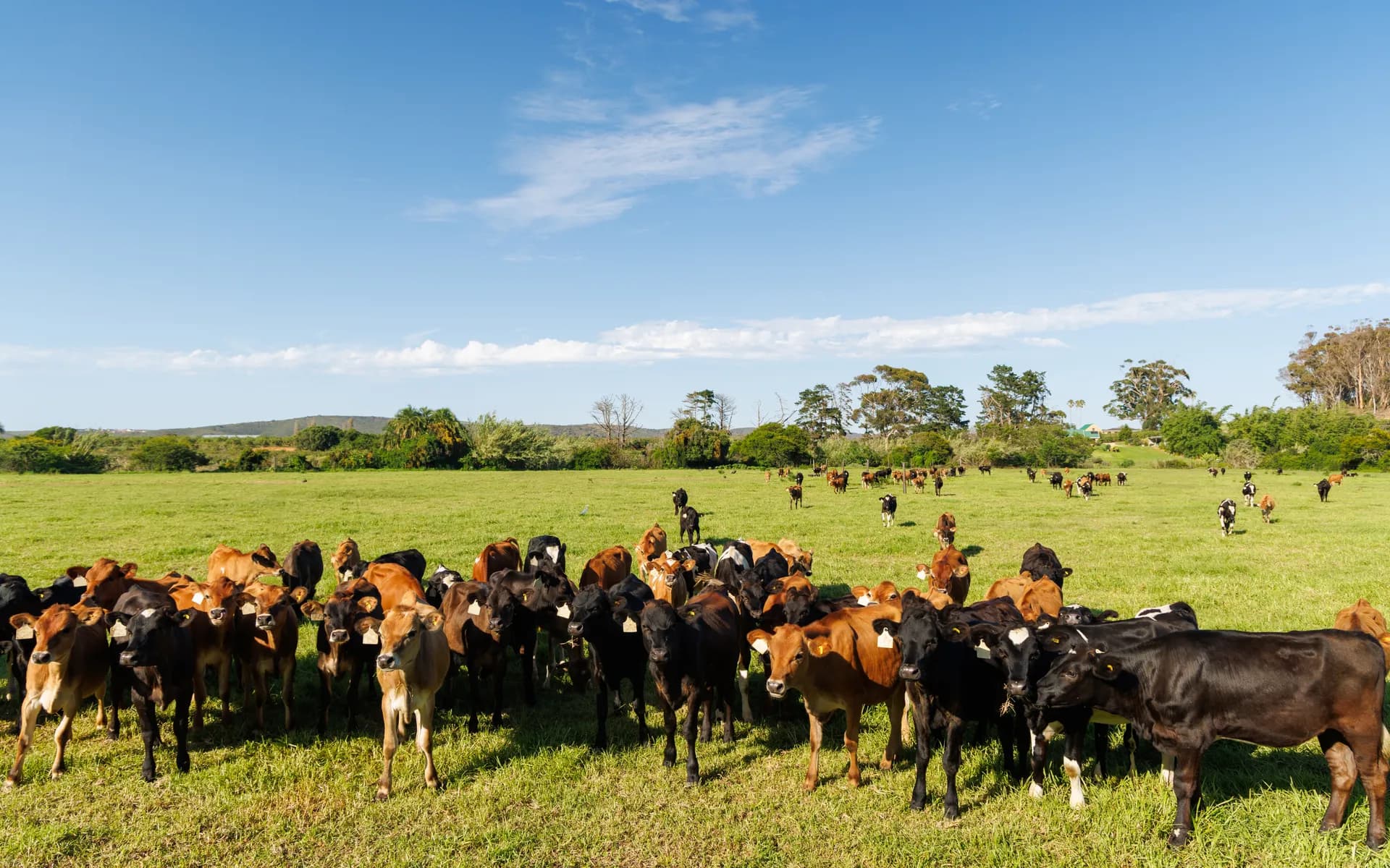 Livestock and Cattle GPS Tracking